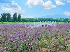 -北京东方普罗旺斯薰衣草庄园