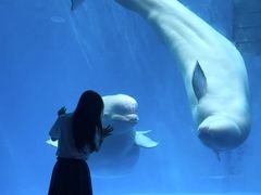 -海合安成都极地海洋公园