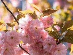 -上海吴淞炮台湾国家湿地公园