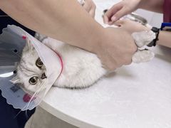 -中农国际动物医院24小时·猫科·骨科·急重症中心
