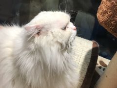 -Pets First伊珊娜洗护·精致美容·家庭式寄养(新会路店)