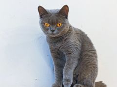 -有喵·猫咖·狗咖·40+猫狗有小奶狗(岗厦店)