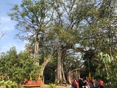 -瑞丽独树成林风景区