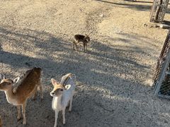 -石家庄市动物园