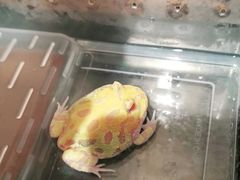 -酷以爬仙阁实体爬宠店·守宫·蜥蜴·专业繁育