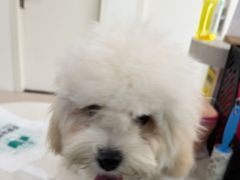 -佳雯宠物医院·皮肤科·内外科(春晓路分院)