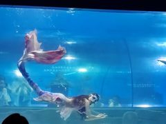 -重庆欢乐海底世界