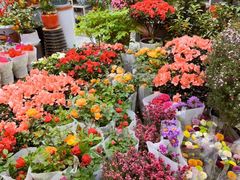 -双季花艺园艺市场(浦东店)