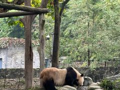 -都江堰中华大熊猫苑
