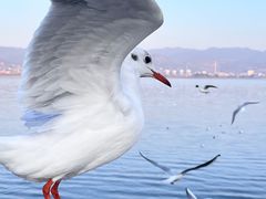 -海埂大坝