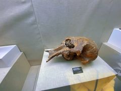 -呼伦贝尔民族博物馆