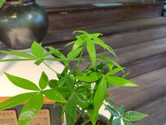 -森味薪火烧•烧鸟居酒屋•日本料理(望京店)