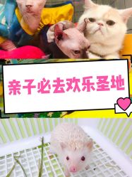 -欢乐陶陶儿童主题乐园(龙岗店)