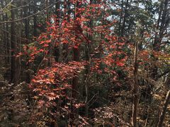 -素山寺森林公园