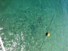 东姑阿都拉曼海洋公园-东姑阿都拉曼海洋公园