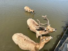 -宁波杭州湾国家湿地公园