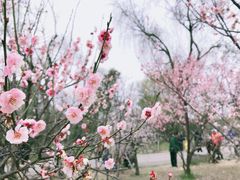 -蜀冈西峰生态公园