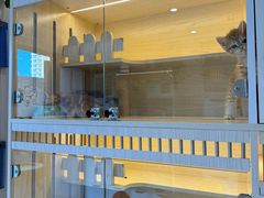 -柚子猫舍·精品猫舍购猫·猫咪认养·购宠·宠物店