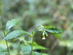-东天目山风景区