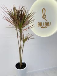 点击看大图 -BiuBiu Beauty·肌肤管理