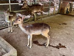 -栾川竹海野生动物园