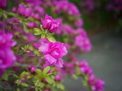 -上海滨江森林公园