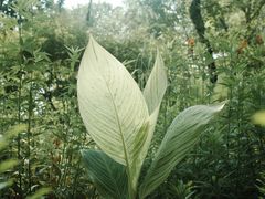 -西湖风景区-江洋畈生态公园