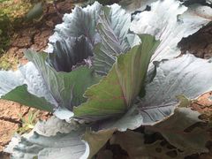 -万源龙顺度假庄园生态观光园