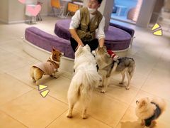 -怪兽屋·羊驼·猫咖·狗咖(俊华广场店)