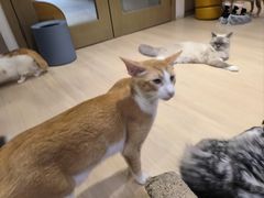 -Umiao与猫咖啡 猫咖