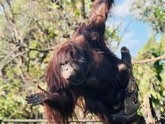 -云南野生动物园