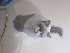 -藏猫猫咖啡主题馆(中央大道店)