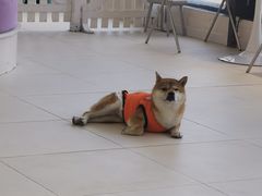 -怪兽屋·羊驼·猫咖·狗咖(俊华广场店)