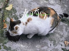 -西园寺