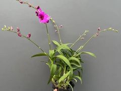 -鹤茶野所(上海首店)