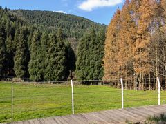 -武陵山森林公园