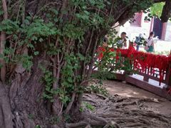 -浮来山风景区