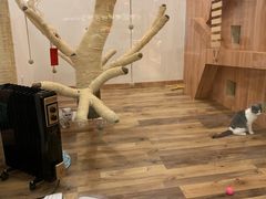 -袖虎·猫馆(体育西路店)