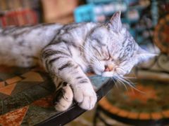 -猫猫幼稚园·撸猫·桌游·电玩