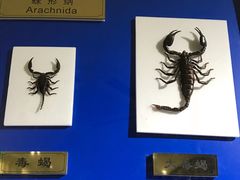 -上海昆虫博物馆
