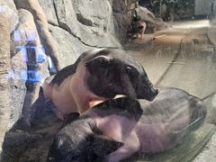 -正佳雨林生态植物园