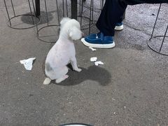 -发条熊宠物生活馆(东安·蓝湾半岛店)