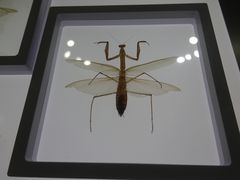 -上海昆虫博物馆