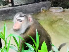 景点-海南热带野生动植物园
