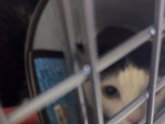 -安安宠医宠物医院·异宠·犬猫内科(岳阳分院)
