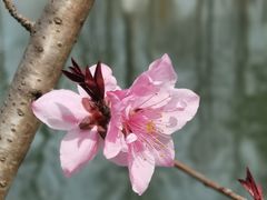 -洋湖国家湿地公园