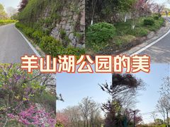 -羊山湖公园
