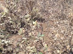 郑州植物园-郑州植物园