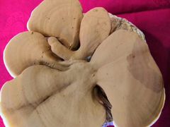 -百姓百味海鲜酒楼(粤垦路总店)