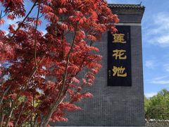 -莲花池公园